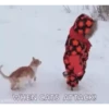Adorable cats 2.0 ♡ / @chumsally 25