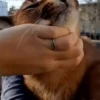 cats2 @chetamchannel 25