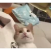 Adorable cats 2.0 ♡ / @chumsally 26