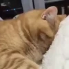 Adorable cats 2.0 ♡ / @chumsally 27