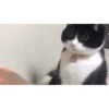 cats (gifs) 13