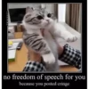 CatSticker 26