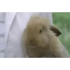 Bunny 24