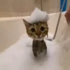 Cats 25
