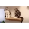 CatSticker 27