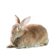 Bunny 25
