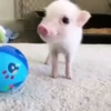 cute animals 27