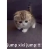 Adorable cats 2.0 ♡ / @chumsally 29