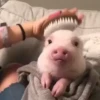 cute animals 28