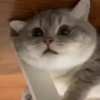 — Mood Cats 26