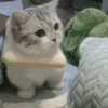 CatSticker 28