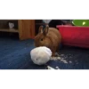 Bunny 26