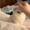 Cats 29