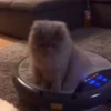 cats2 @chetamchannel 26