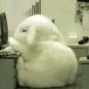 Bunny 27