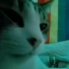— Mood Cats 27