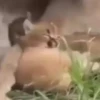 @Insatisfect Animals 29