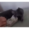 cute animals 30