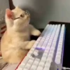 CatSticker 29