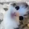 kittygo 10
