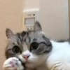 — Mood Cats 29