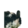 Bunny 28