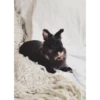 Bunny 29
