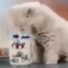 cats2 @chetamchannel 27
