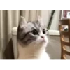 cats (gifs) 14