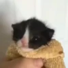 kittygo 11