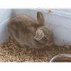 Bunny 30