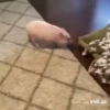 kittygo 12