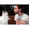 Adorable cats 2.0 ♡ / @chumsally 30