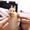 animalitos 8