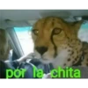 animalitos 9
