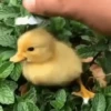 animalitos 10