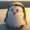 Pingüitu 1 Movi 8