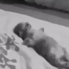 animalitos 11