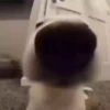 animalitos 12