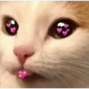 animalitos 14