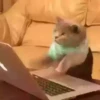 animalitos 15