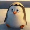 Pingüitu 1 Movi 13