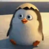 Pingüitu 1 Movi 15