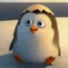 Pingüitu 1 Movi 17