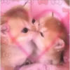 animalitos 22