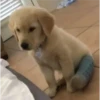 animalitos 23
