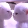 kitty 25