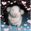 animalitos 24