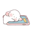 Chubby rabbit bbanggle 16