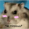 animalitos 26